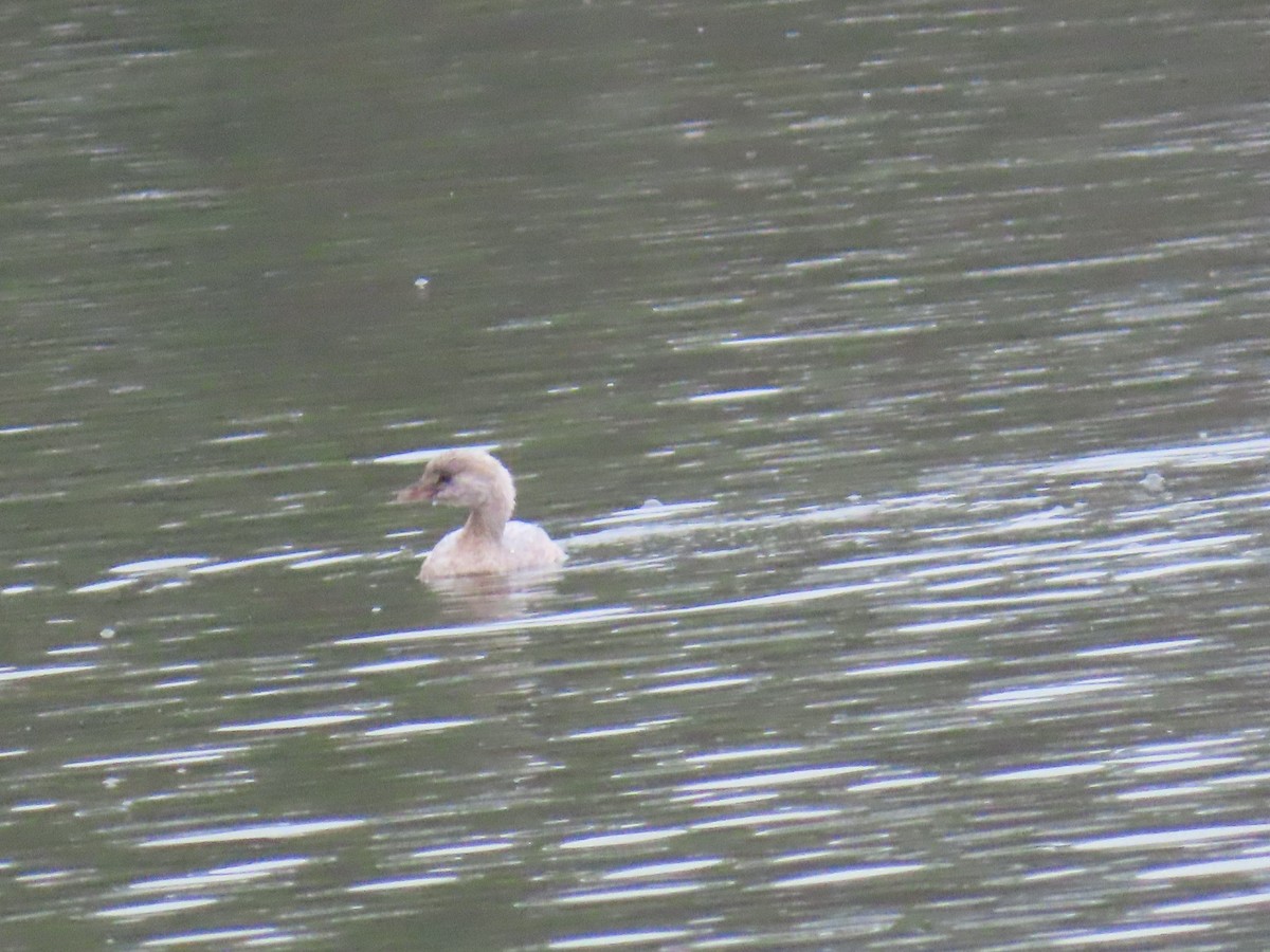 Pied-billed Grebe - ML641883551