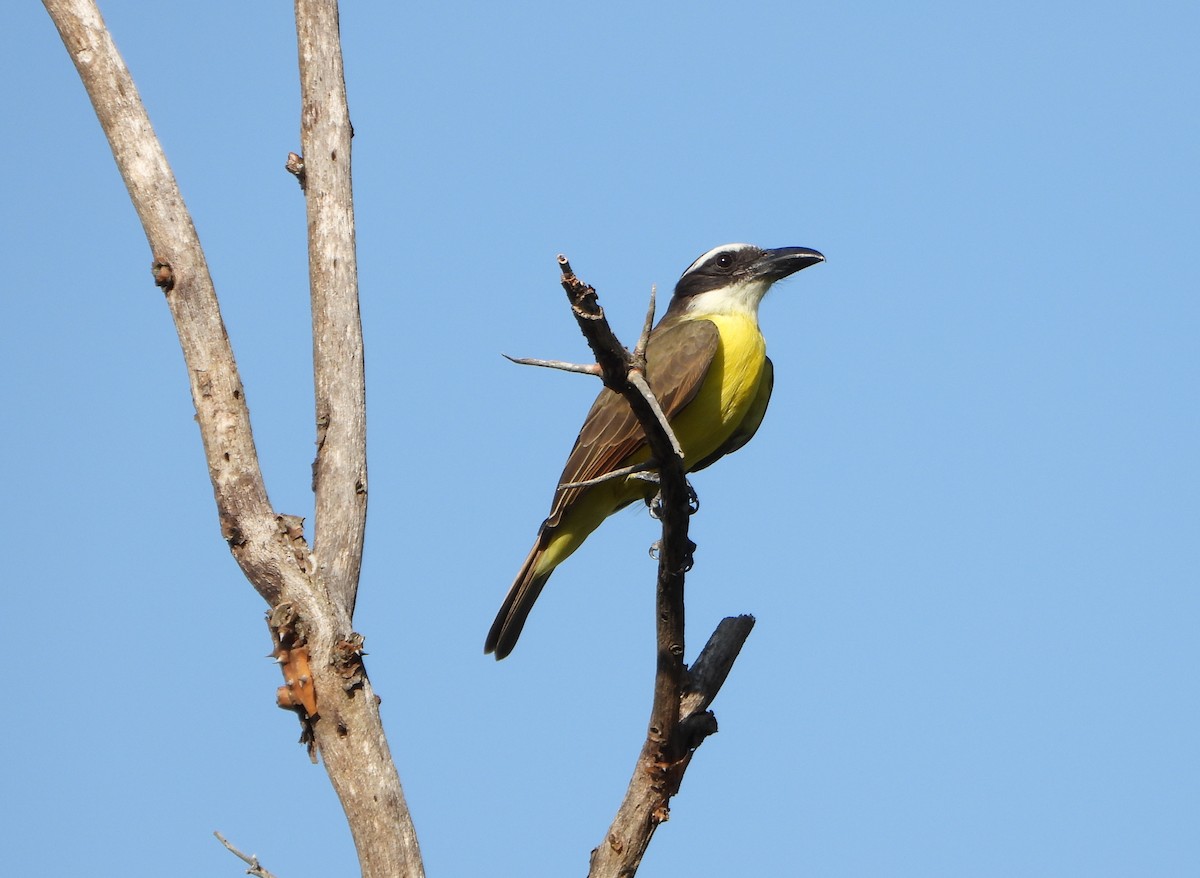 båtnebbtyrann - ML641883578