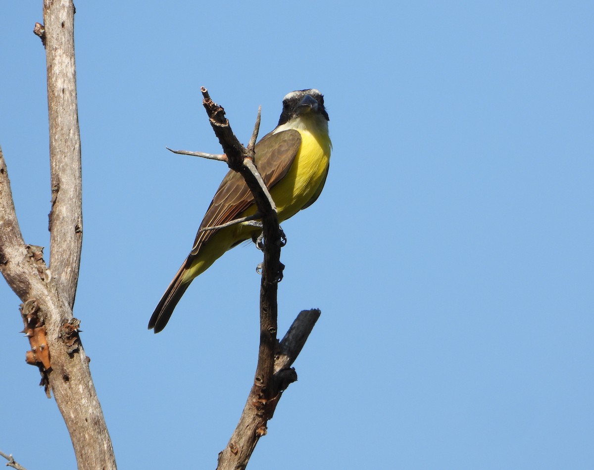 båtnebbtyrann - ML641883579
