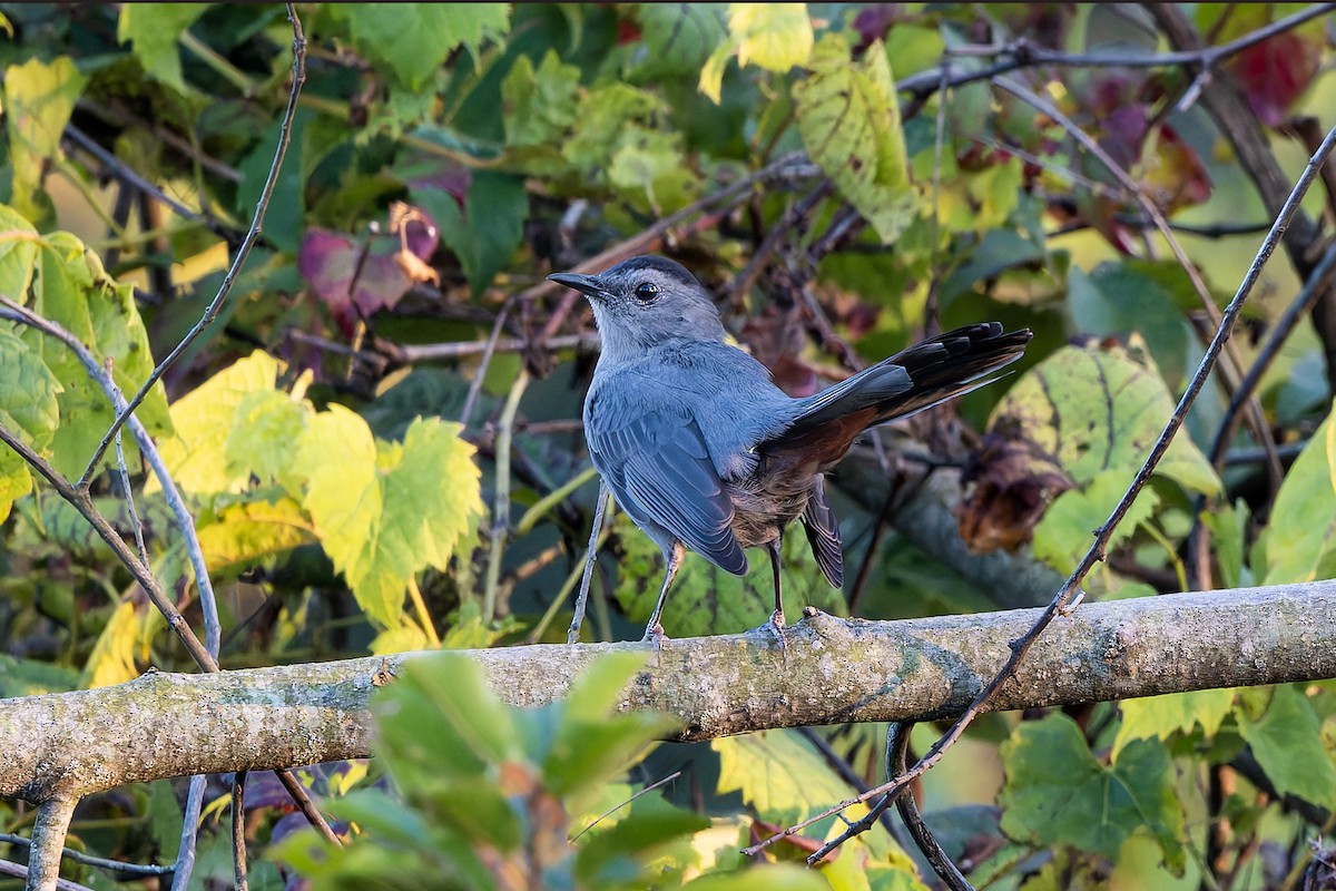 Gray Catbird - ML641883612