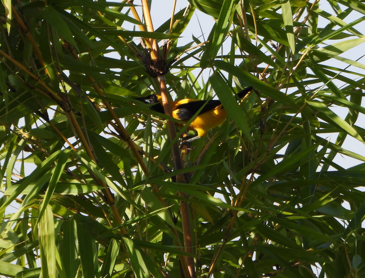 Turpial Dorsidorado - ML641883617