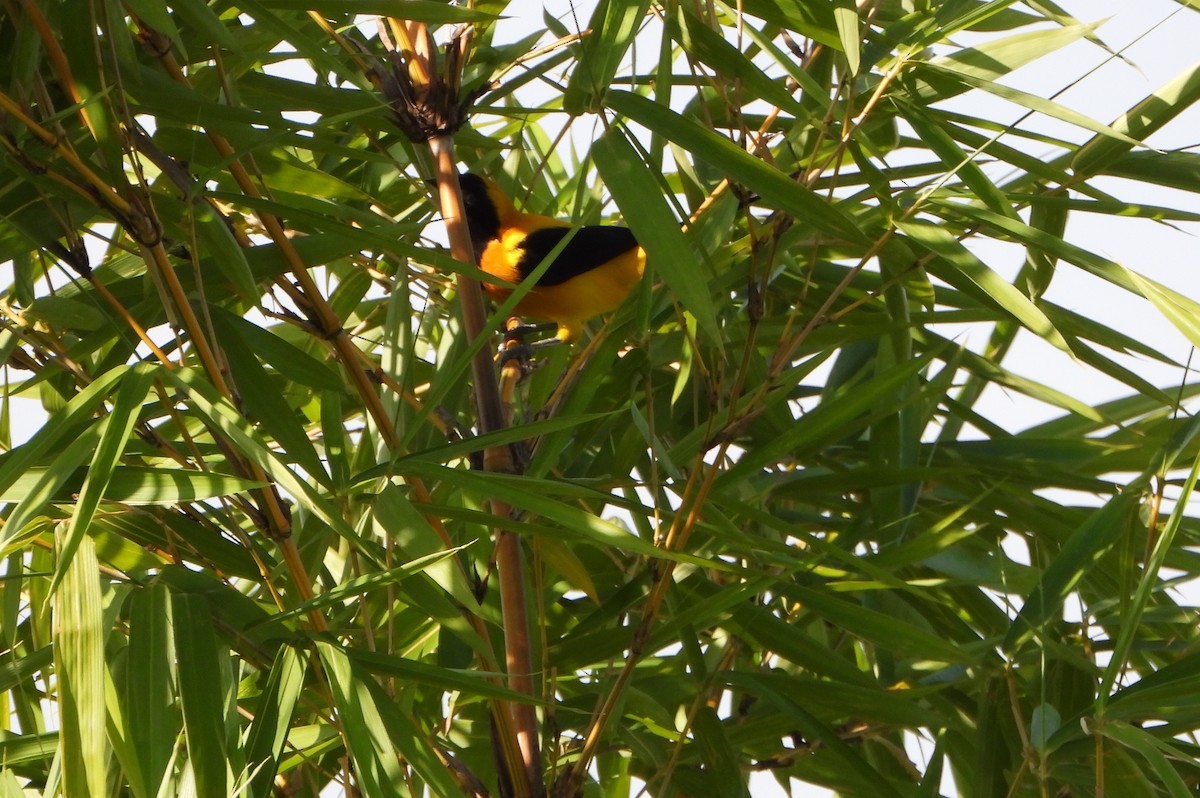 Turpial Dorsidorado - ML641883618