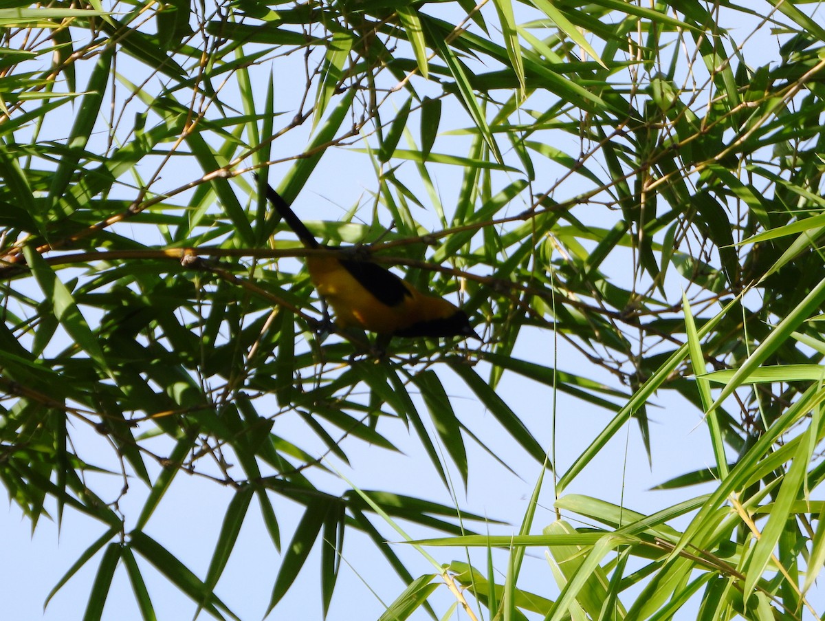 Turpial Dorsidorado - ML641883620