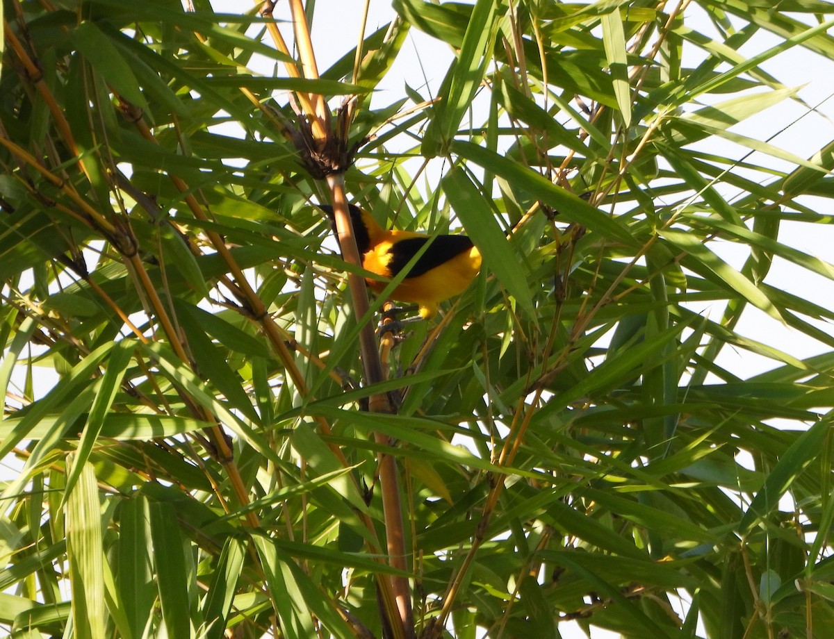 Turpial Dorsidorado - ML641883623