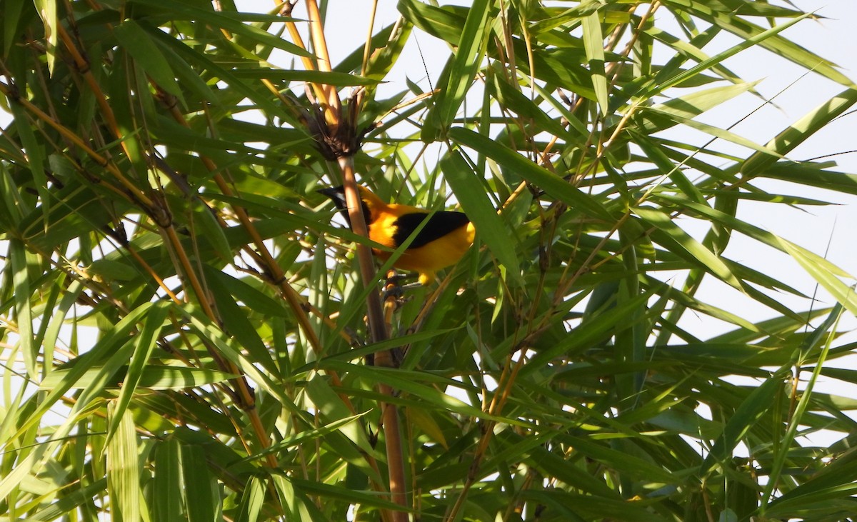 Turpial Dorsidorado - ML641883625