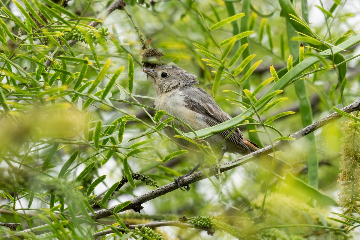 Lucy's Warbler - ML641883636
