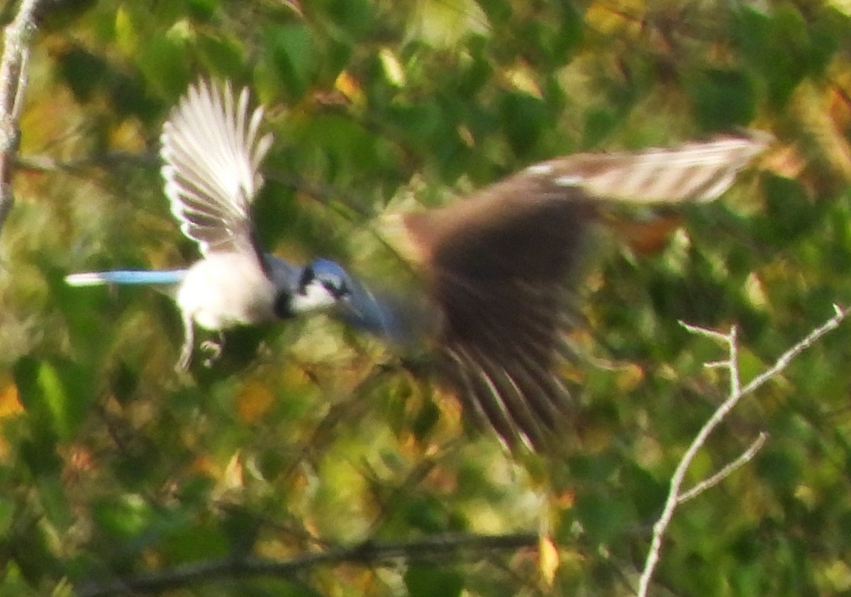 Blue Jay - ML641883639