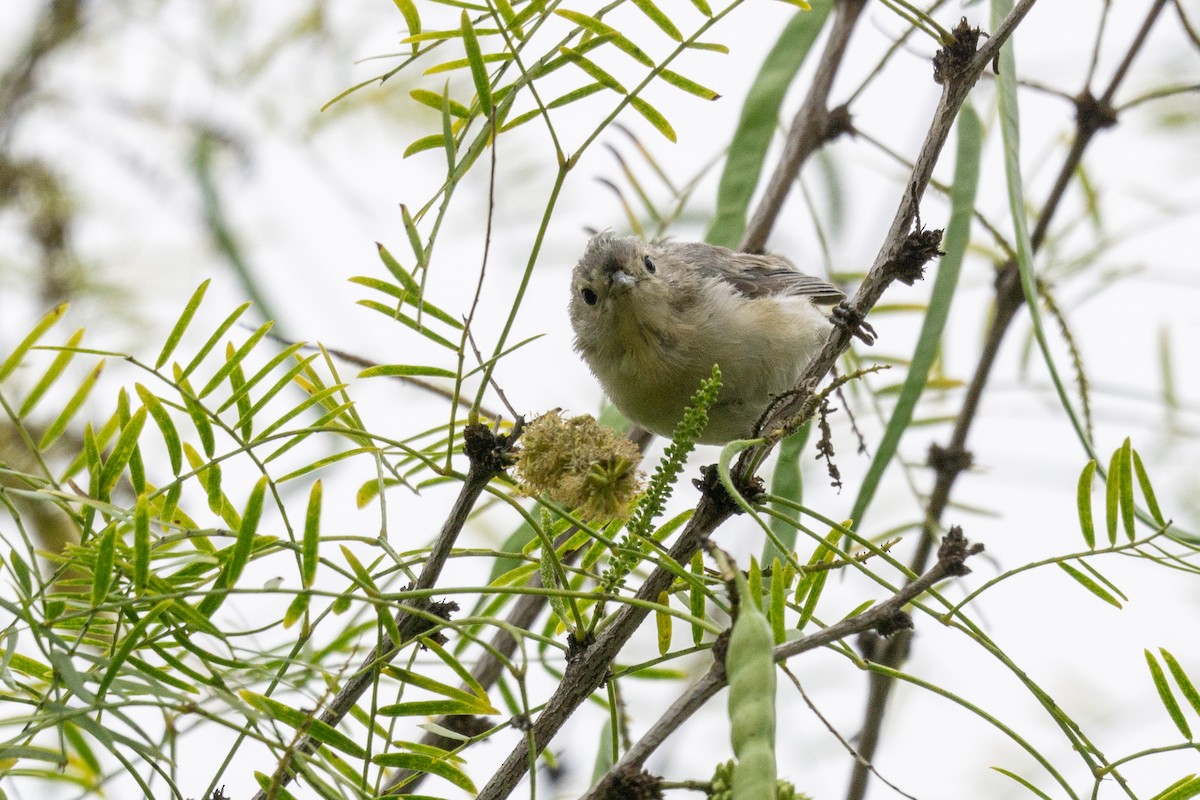 Lucy's Warbler - ML641883647