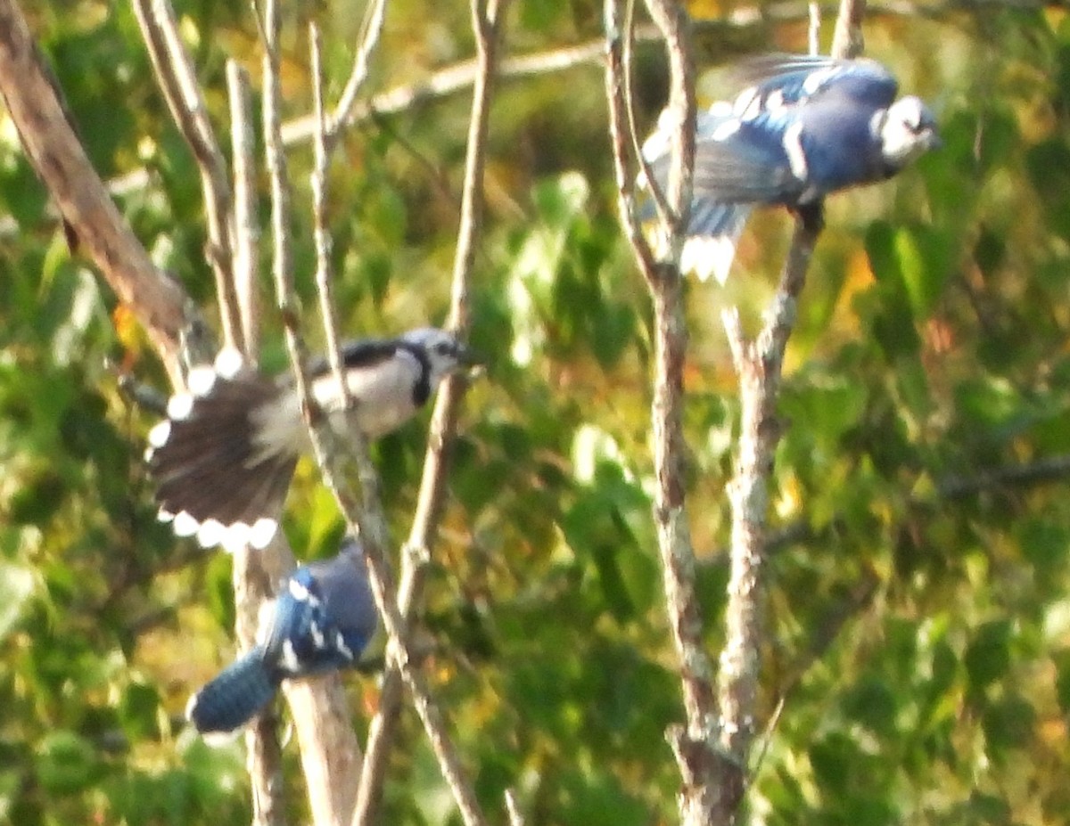 Blue Jay - ML641883648