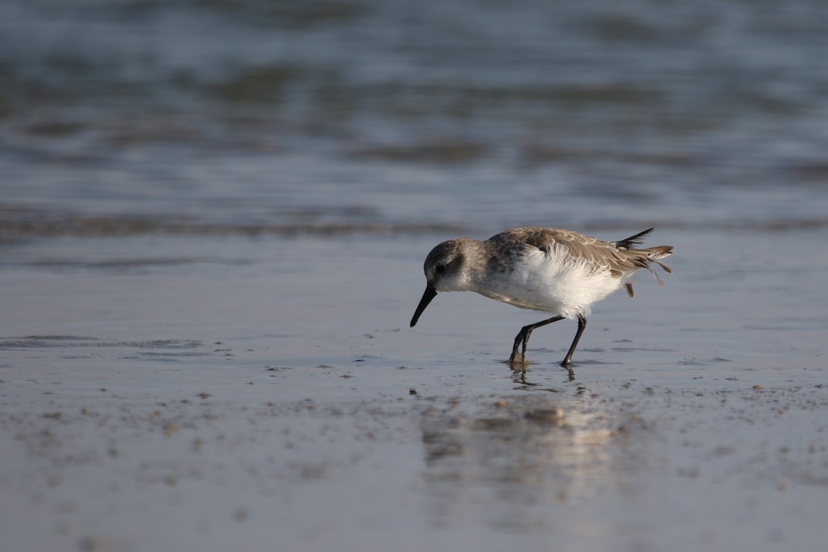 tanımsız küçük kumkuşu (Calidris sp.) - ML641883682