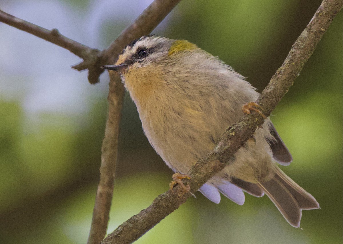 Common Firecrest - ML641883702