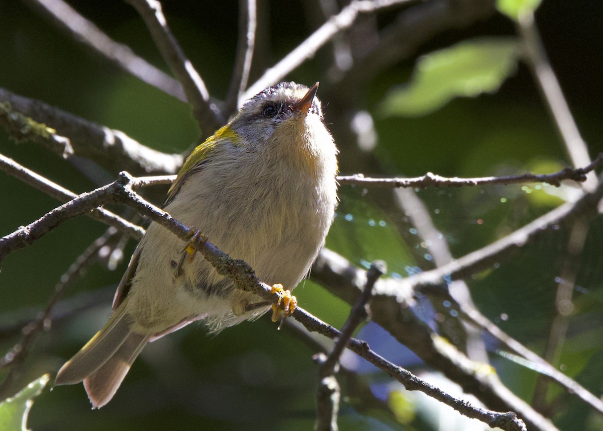 Common Firecrest - ML641883703
