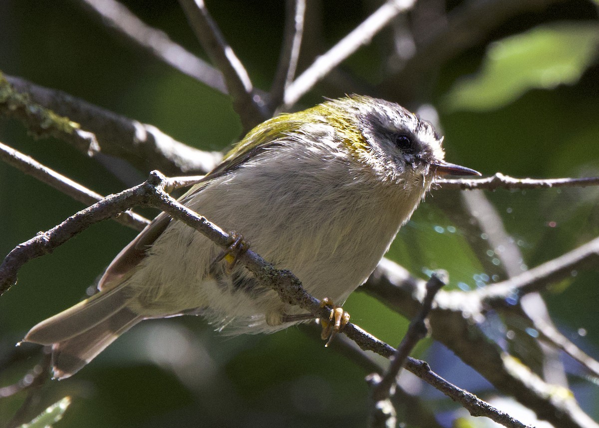 Common Firecrest - ML641883704
