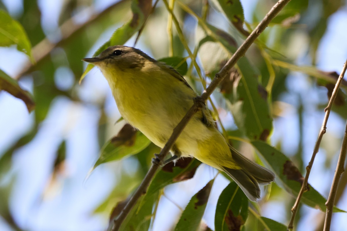 Philadelphia Vireo - ML641883705