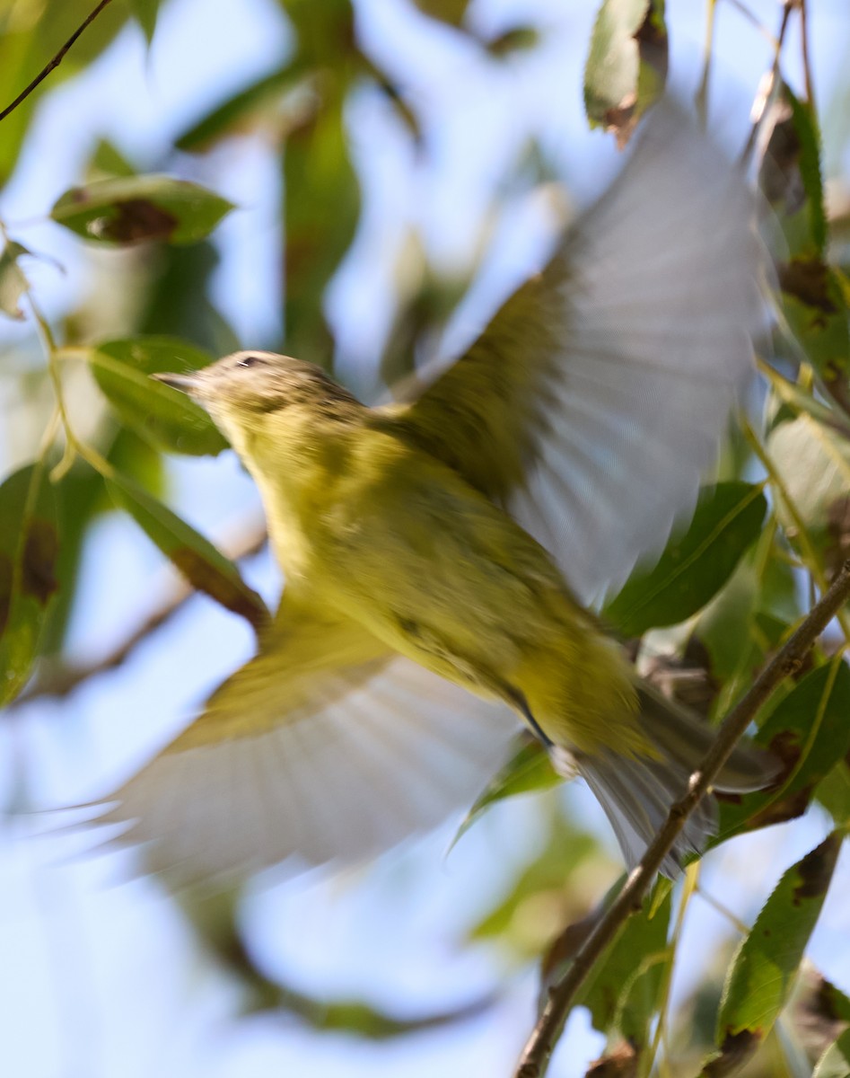 Philadelphia Vireo - ML641883706