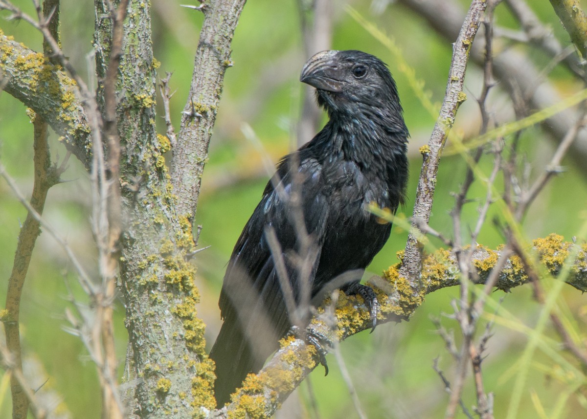 Groove-billed Ani - ML64188371