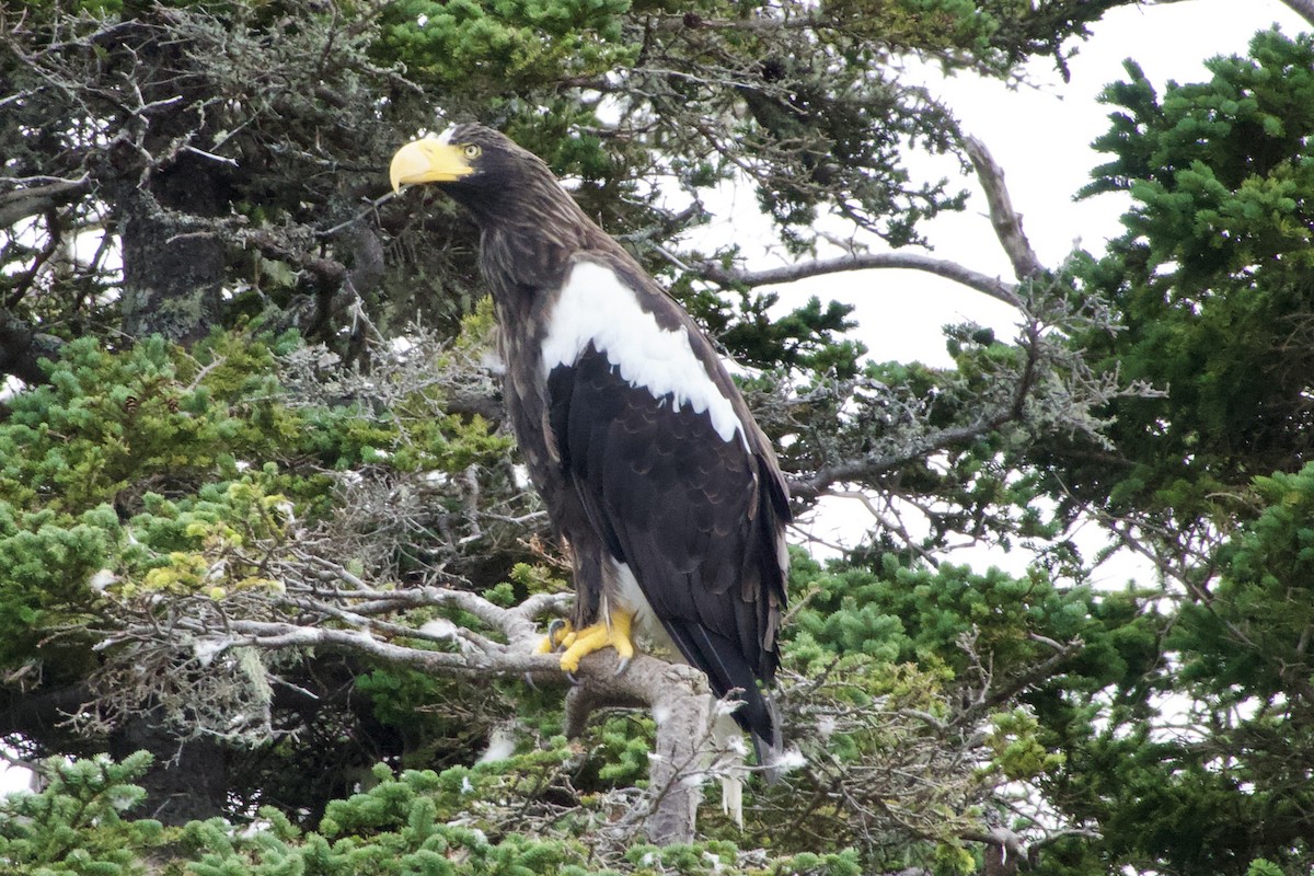 Steller's Sea-Eagle - ML641883719