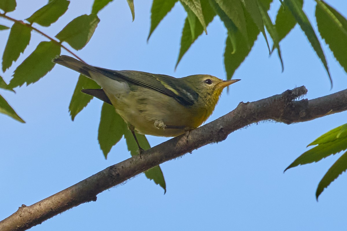 Northern Parula - ML641883732