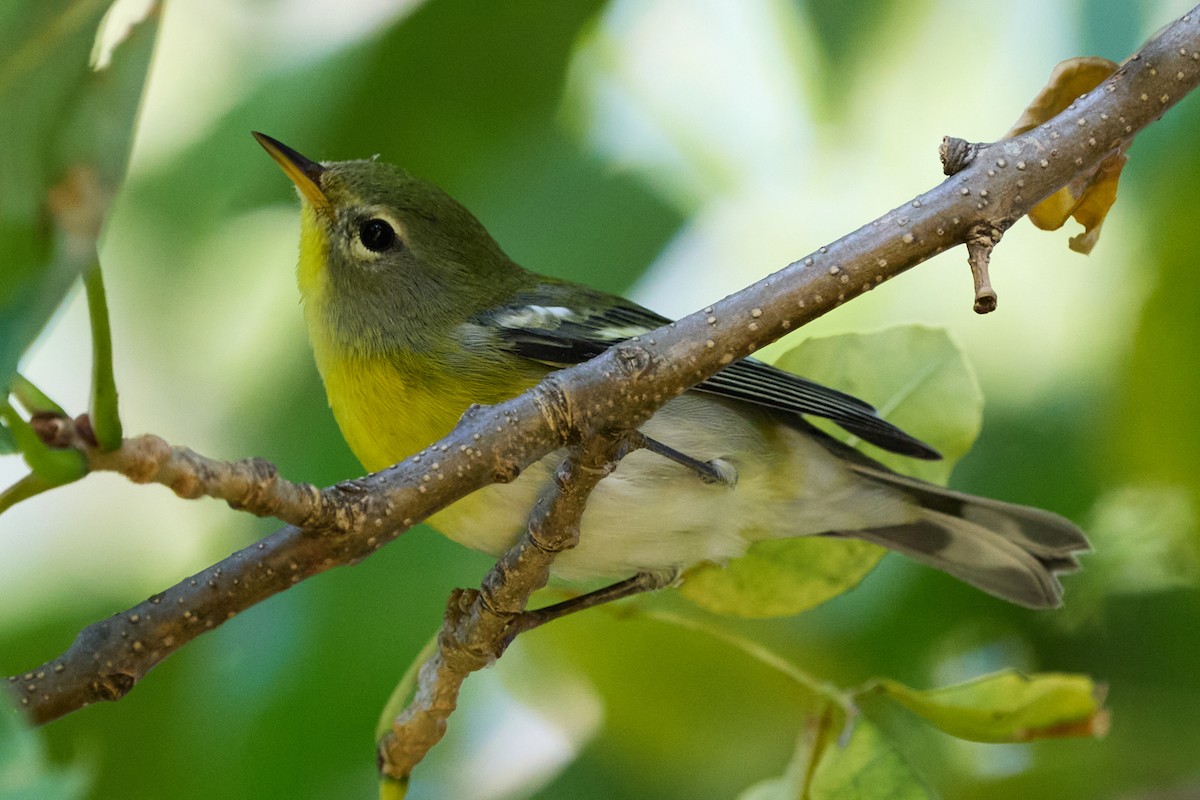 Northern Parula - ML641883733