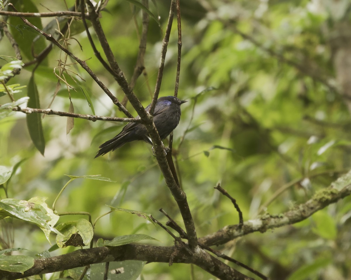 Capped Conebill - ML641883751