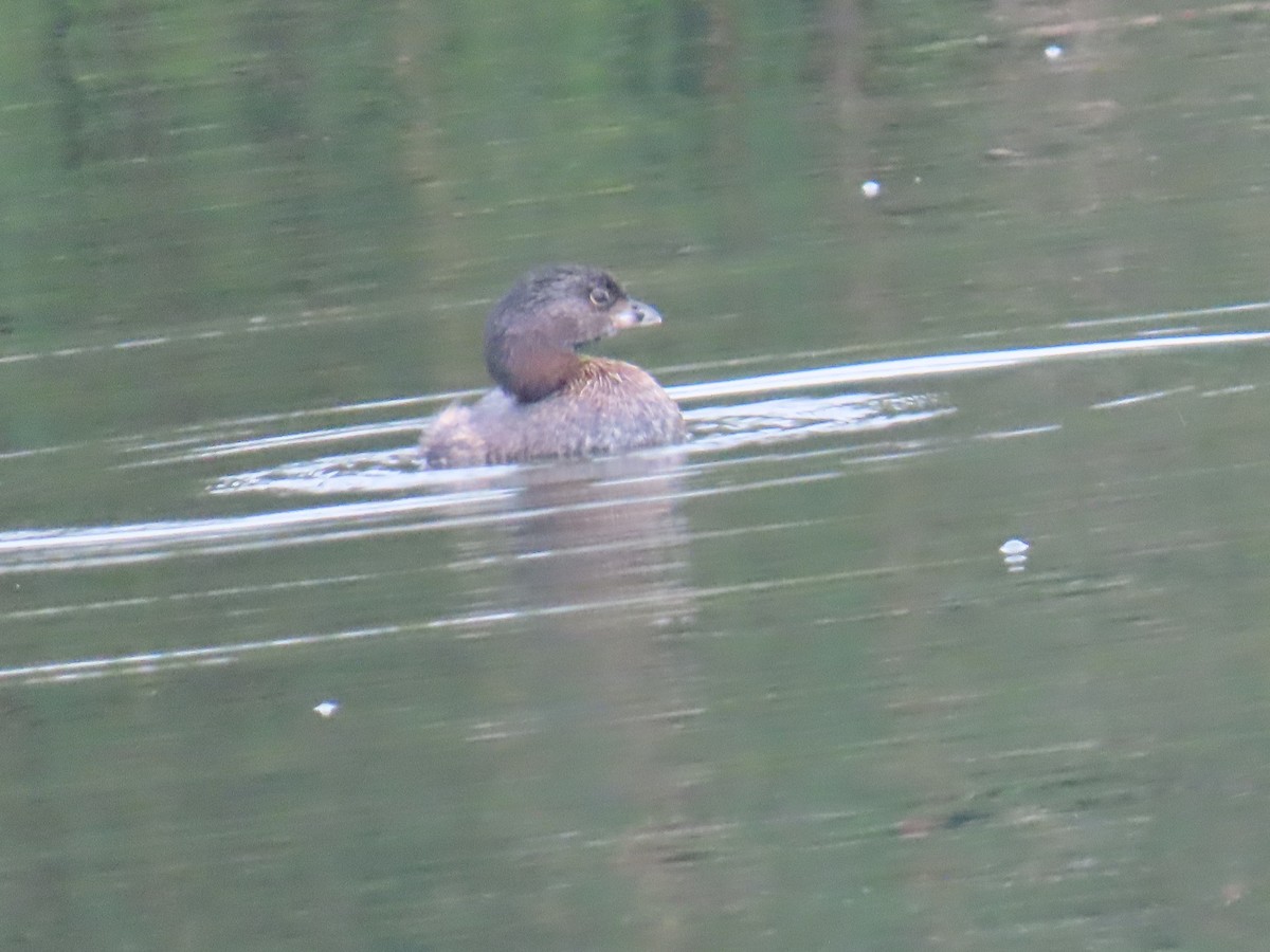 Pied-billed Grebe - ML641883765