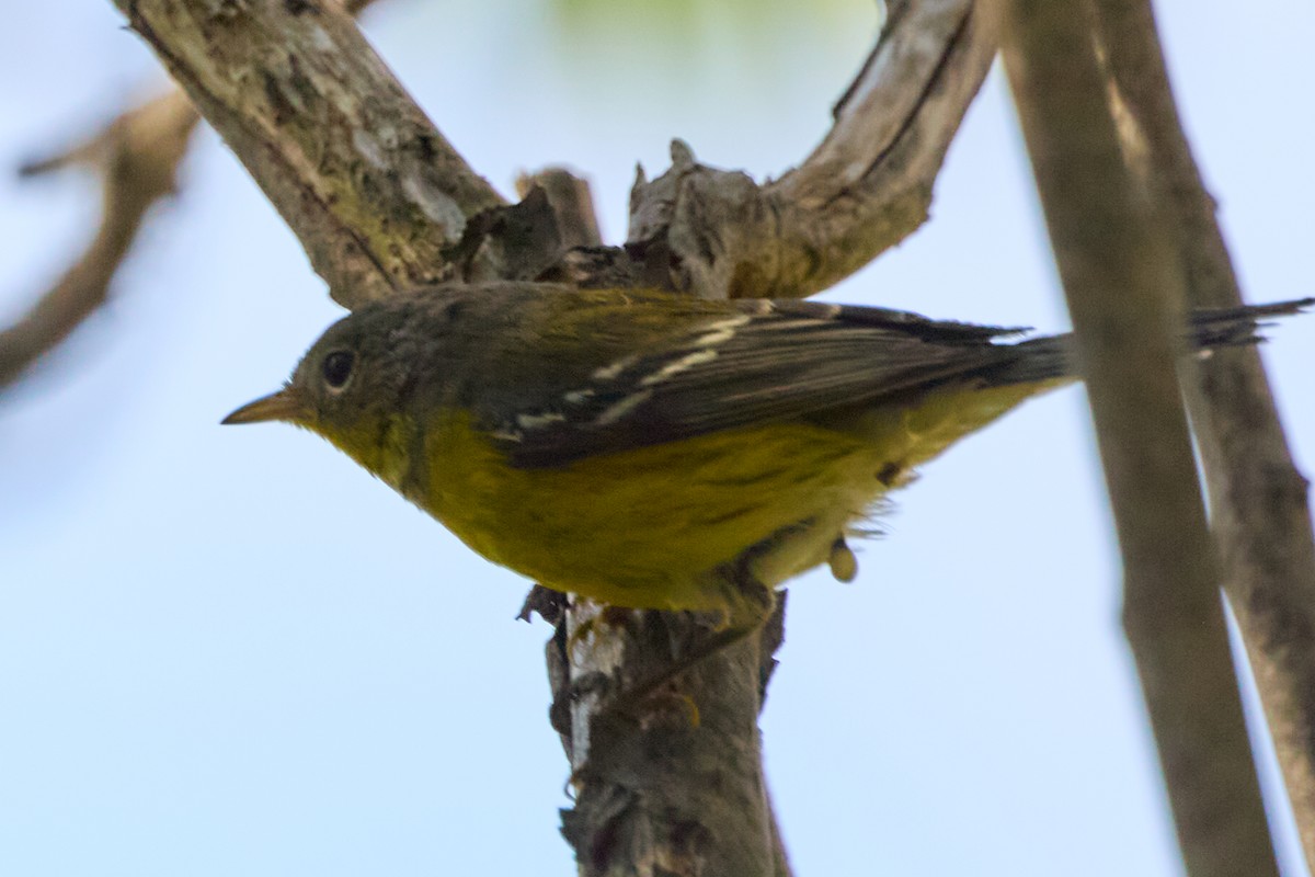 Magnolia Warbler - ML641883771