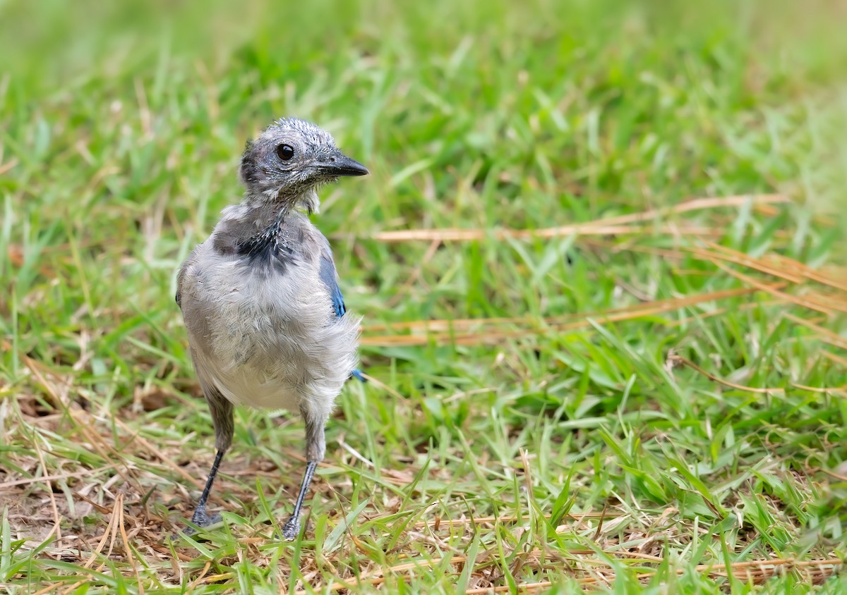 Blue Jay - ML641883787