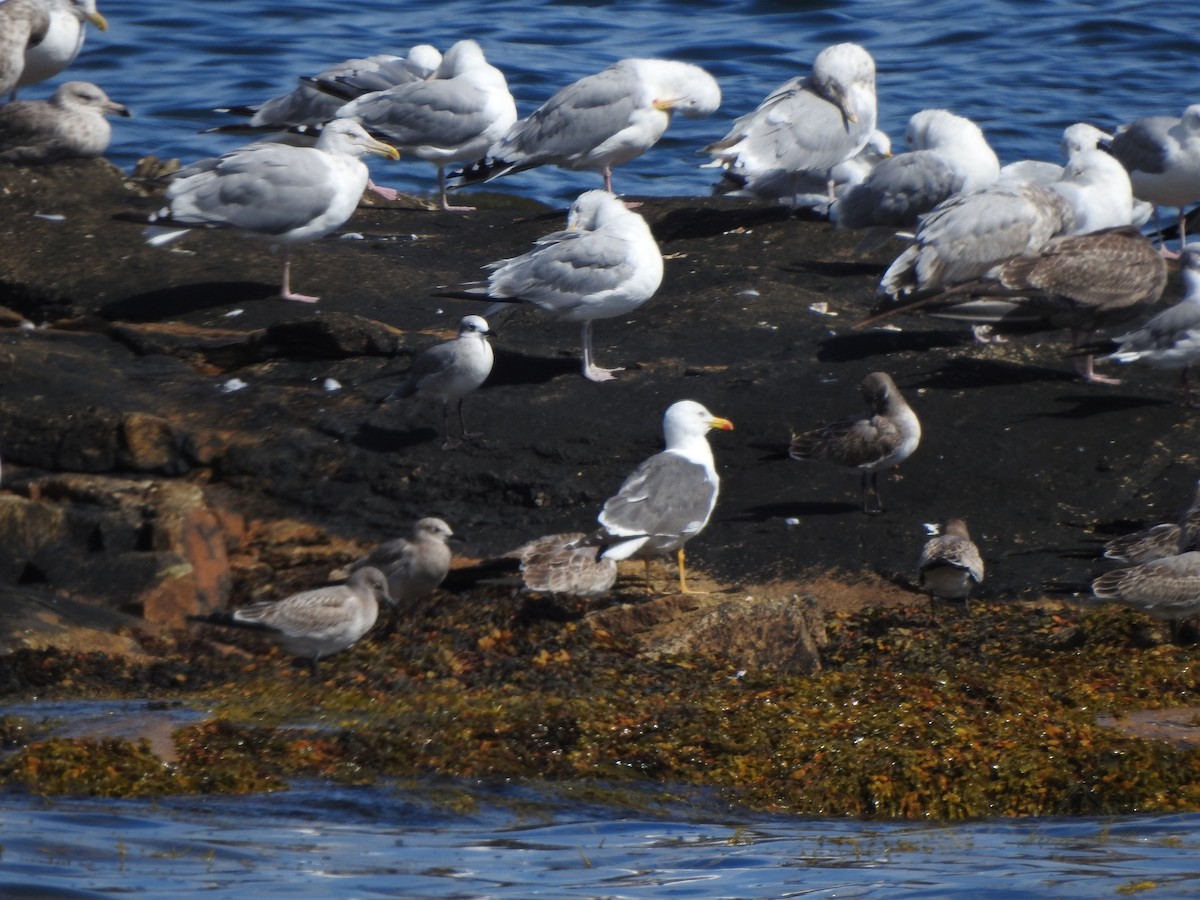 Lesser Black-backed Gull - ML641883791
