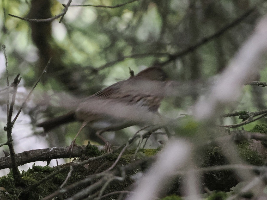Lincoln's Sparrow - ML641883804