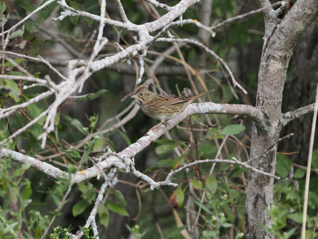 Lincoln's Sparrow - ML641883819