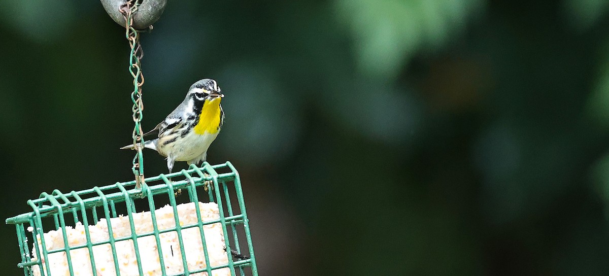 Yellow-throated Warbler - ML641883839