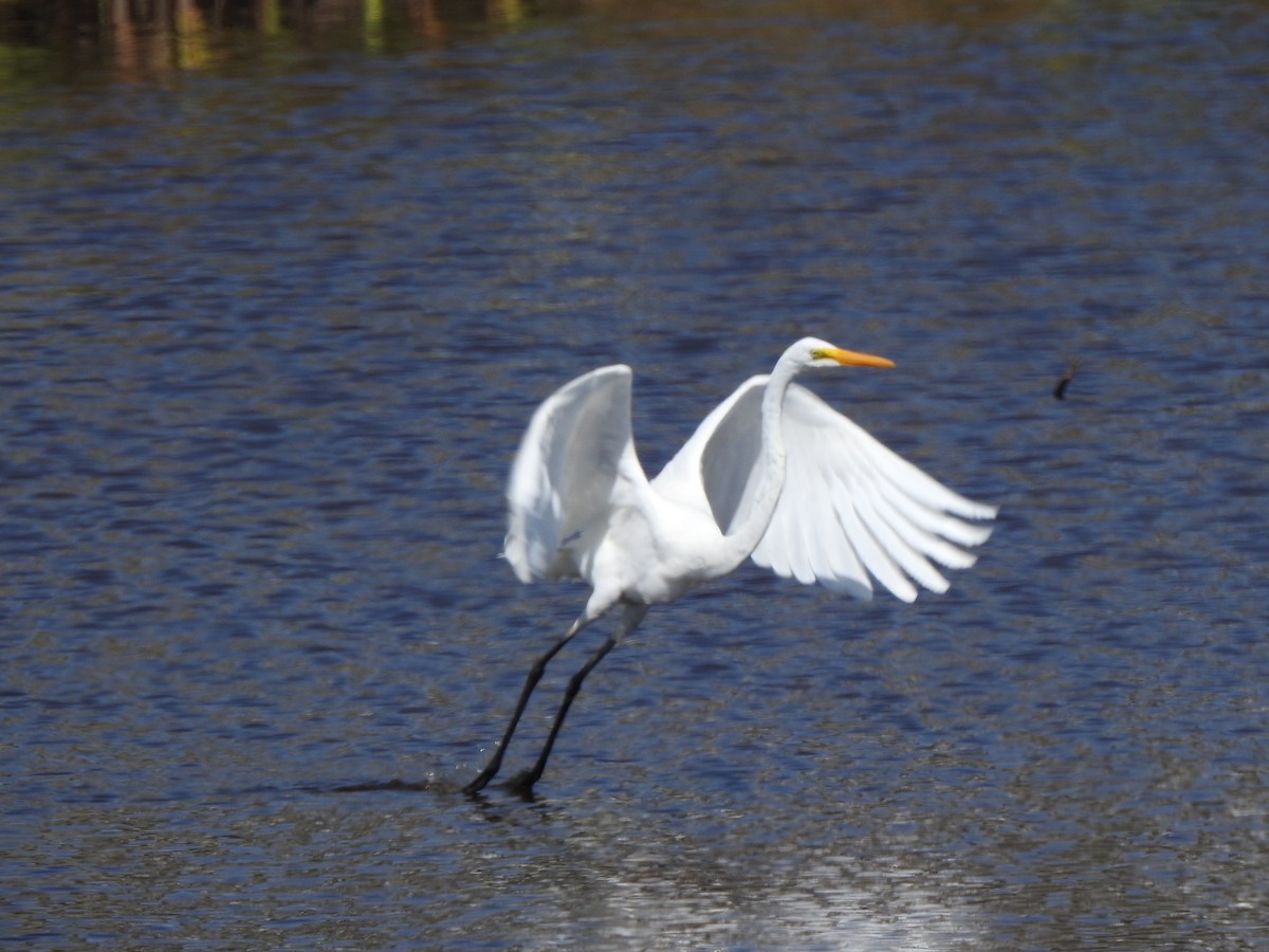 Great Egret - ML641883852