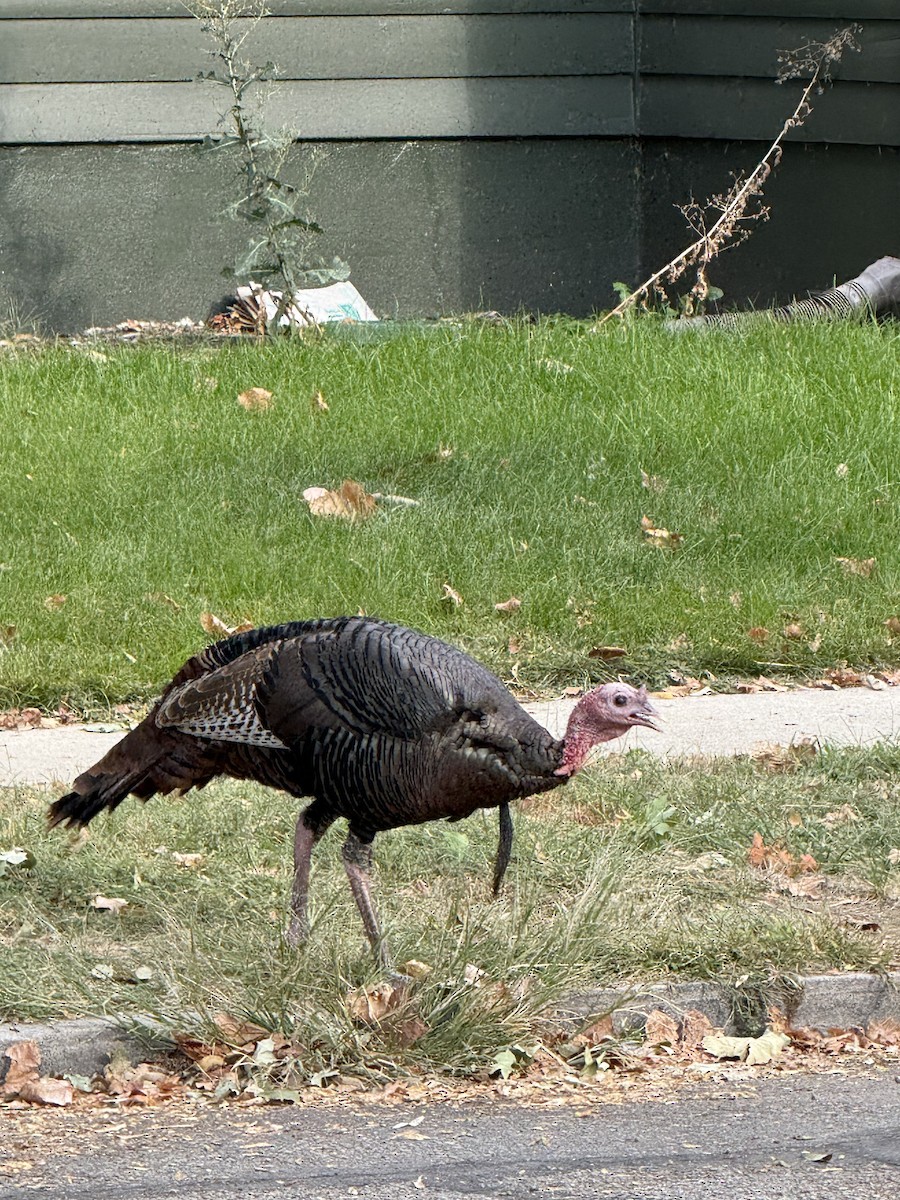 Guajolote Gallipavo - ML641883855