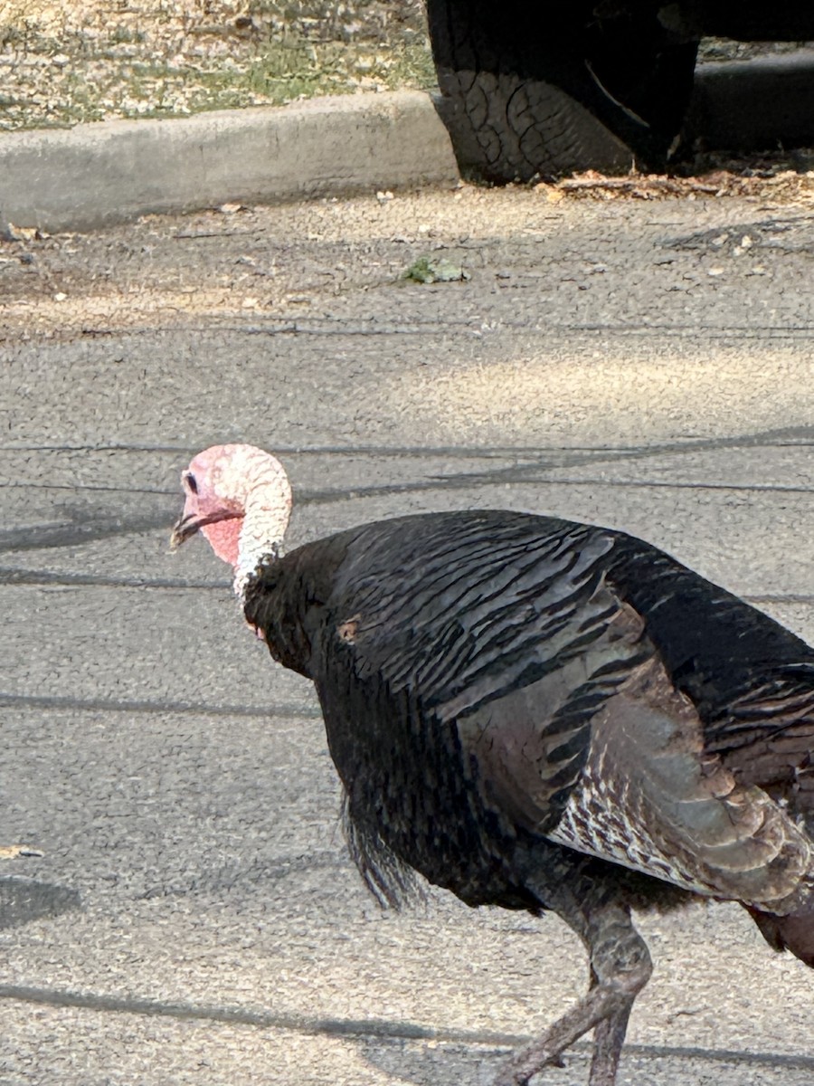 Guajolote Gallipavo - ML641883856