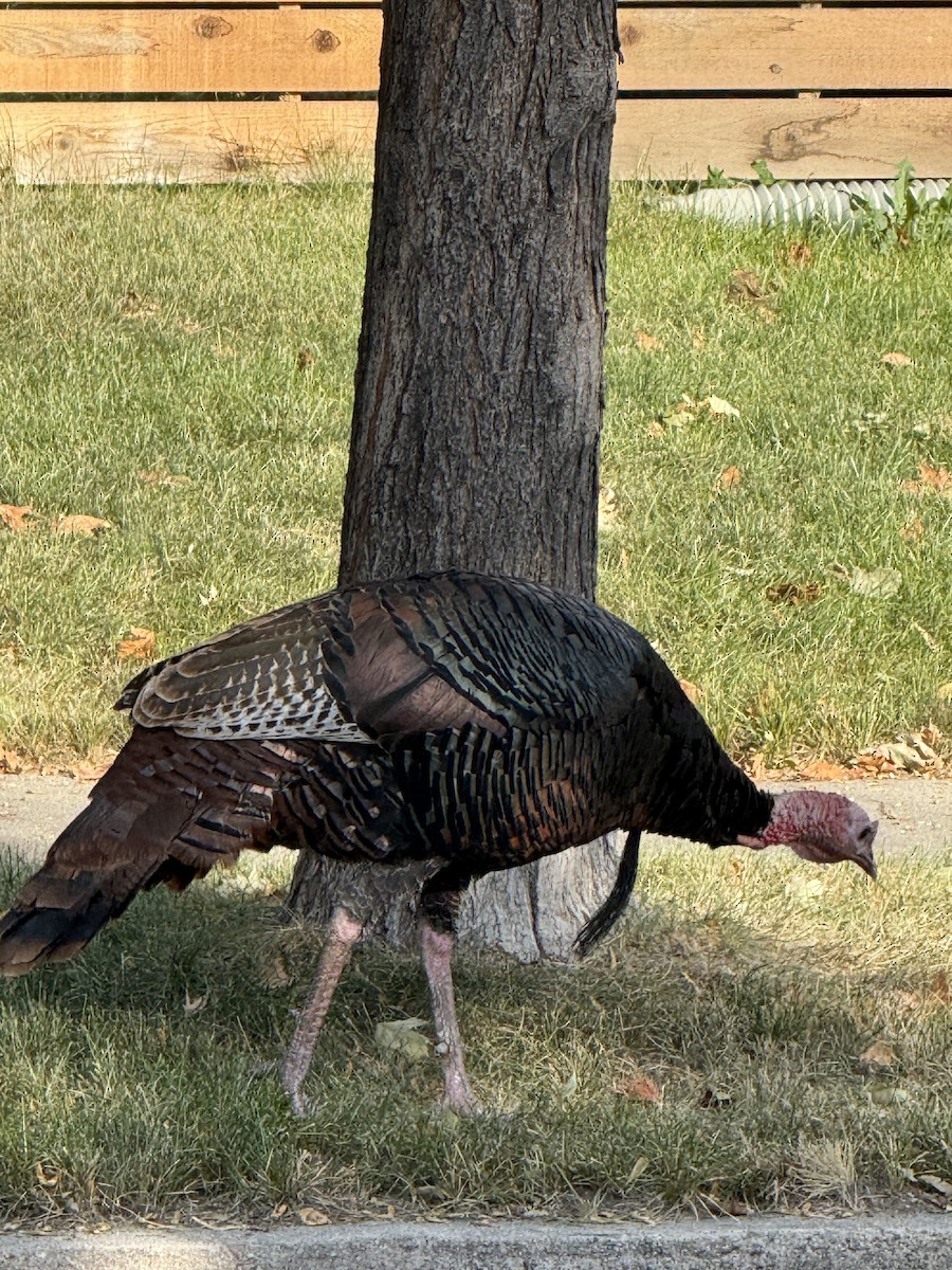 Guajolote Gallipavo - ML641883858