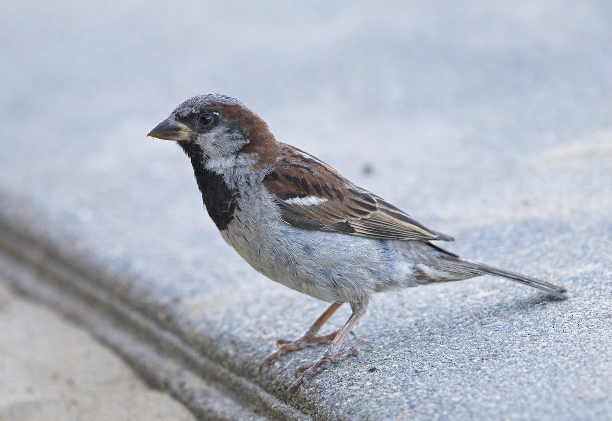 House Sparrow - ML641883866