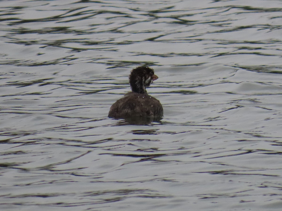 Pied-billed Grebe - ML641883876