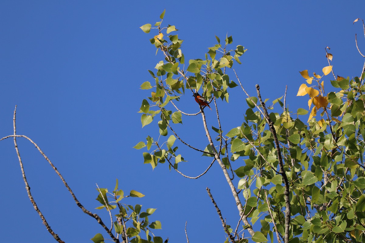 Baltimore Oriole - ML641883897