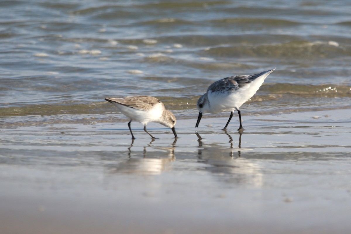 tanımsız küçük kumkuşu (Calidris sp.) - ML641883910
