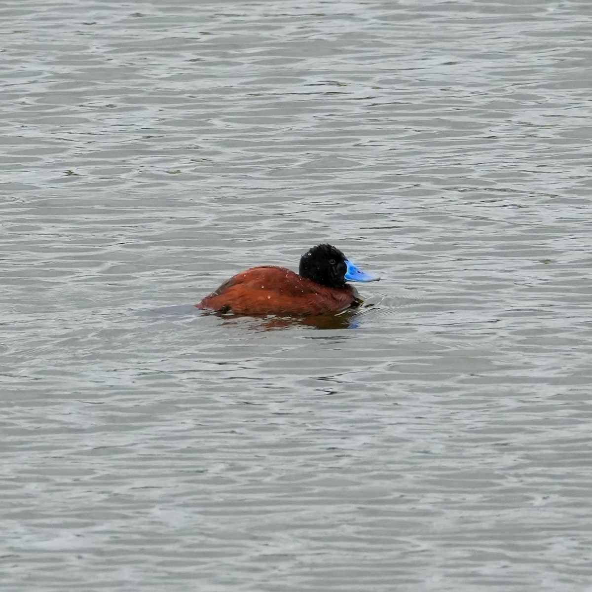 Lake Duck - ML641883916
