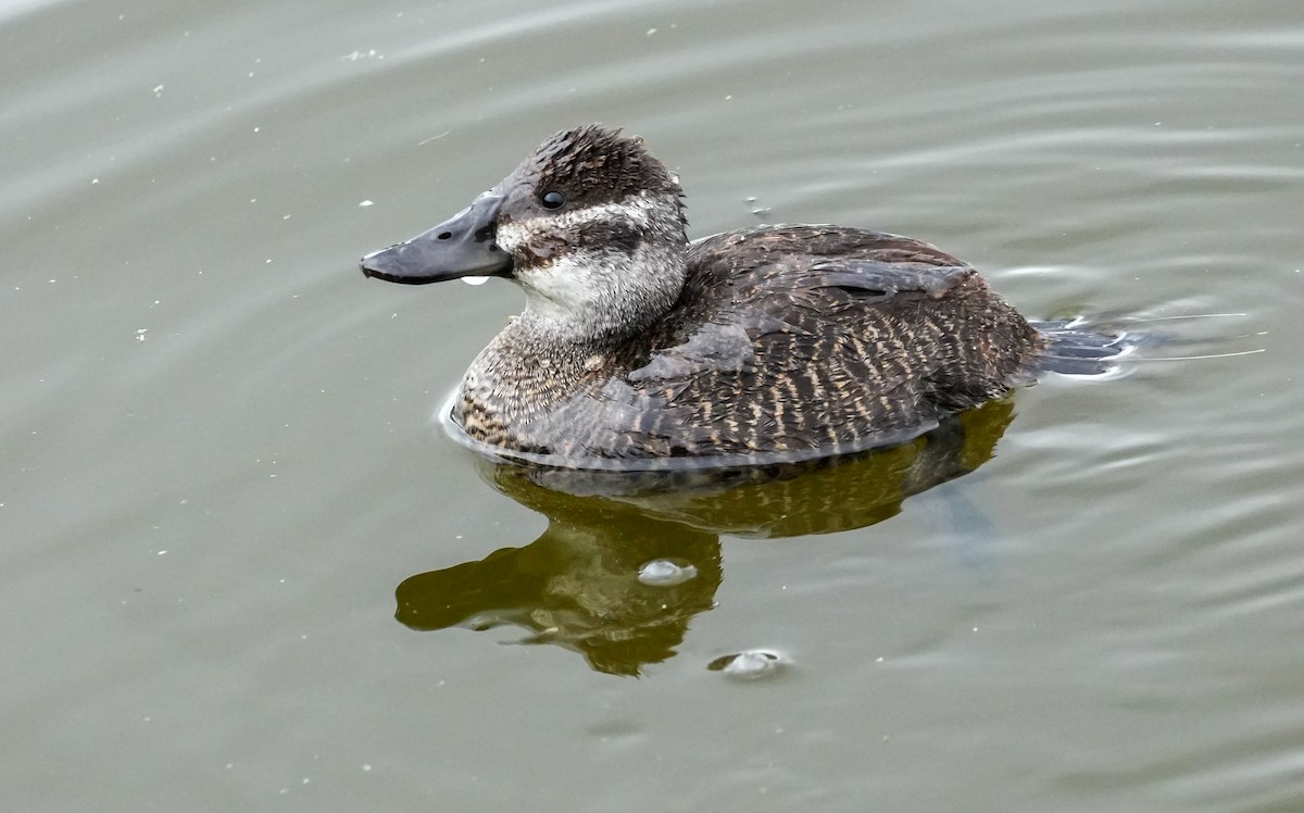 Lake Duck - ML641883917