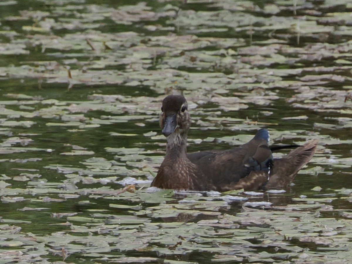 Wood Duck - ML641883926