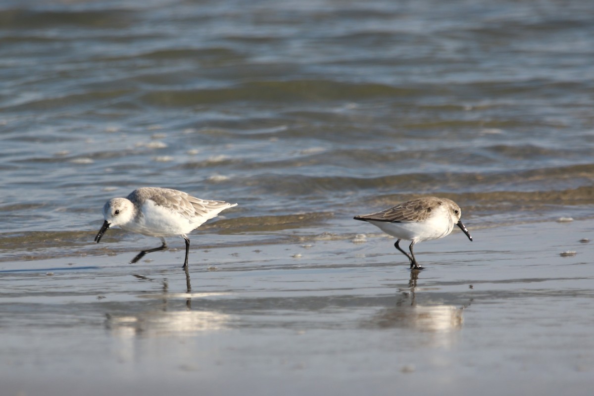 tanımsız küçük kumkuşu (Calidris sp.) - ML641883927