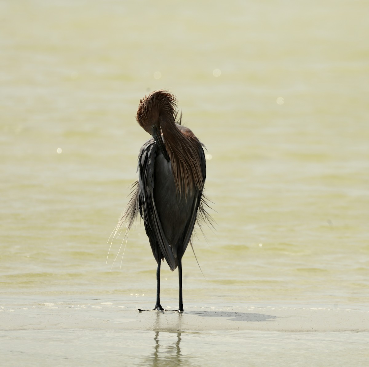 Reddish Egret - ML641883928