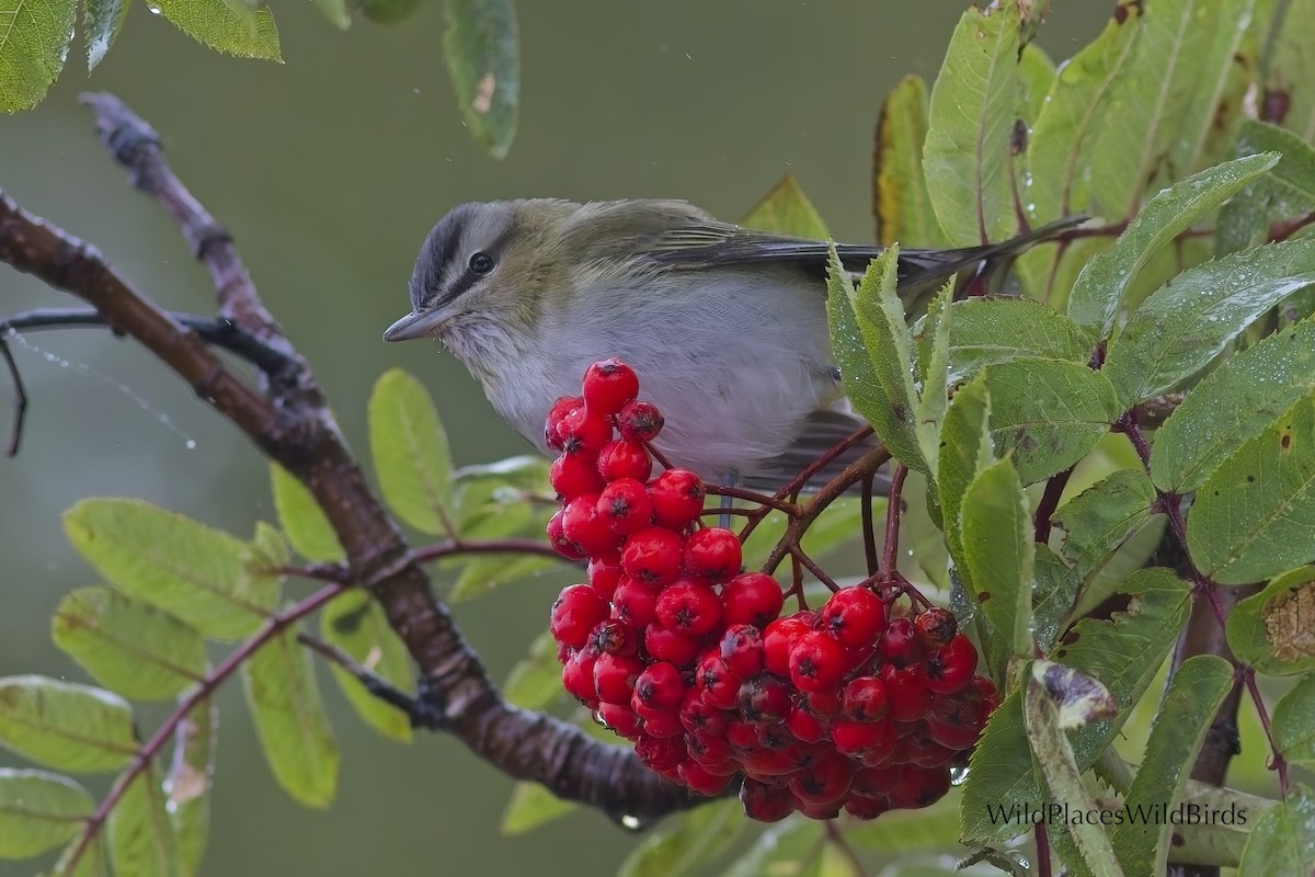 Red-eyed Vireo - ML641883947