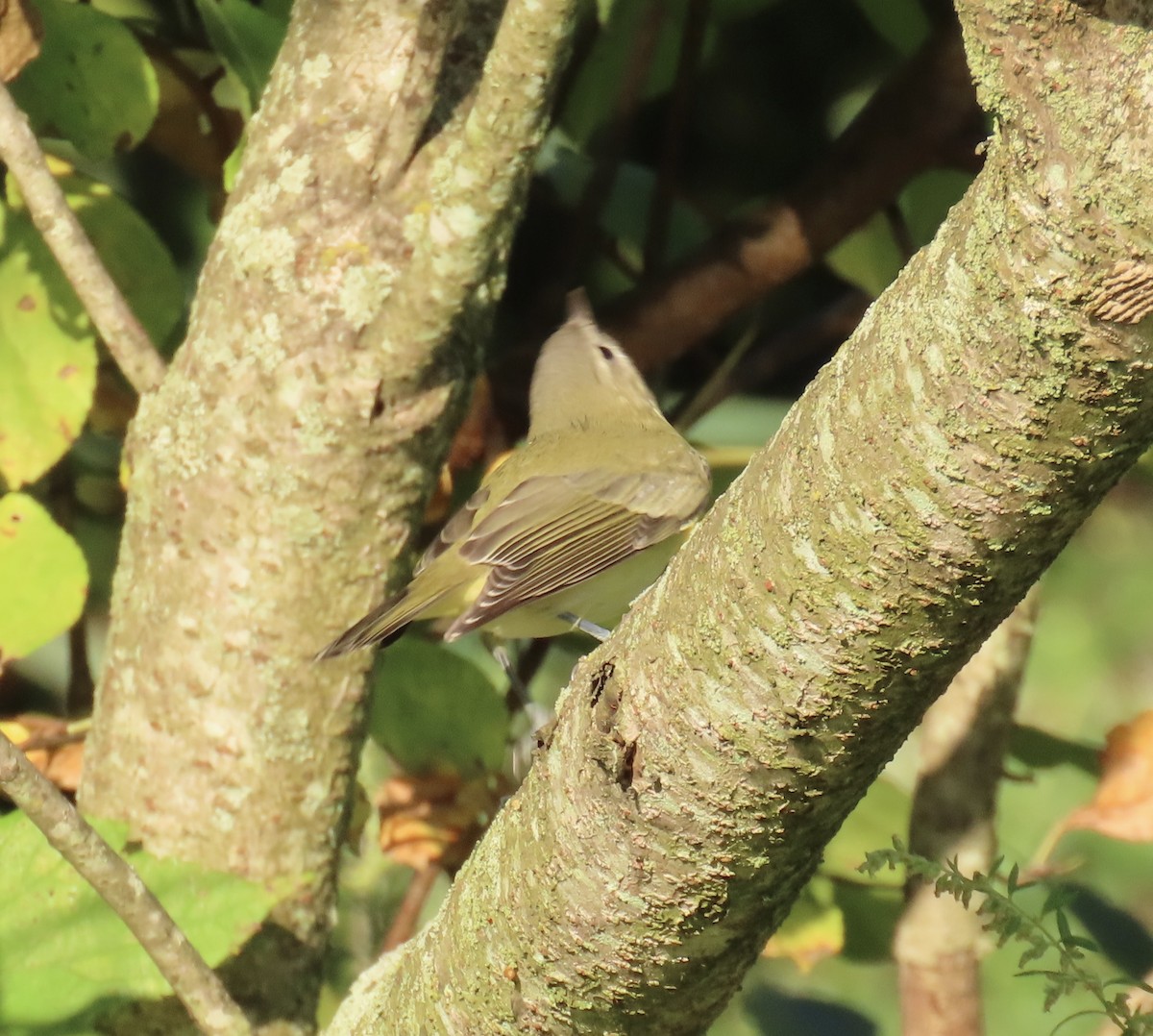Vireo de Filadelfia - ML641883967