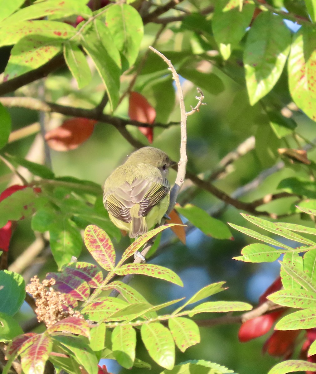 Vireo de Filadelfia - ML641883968