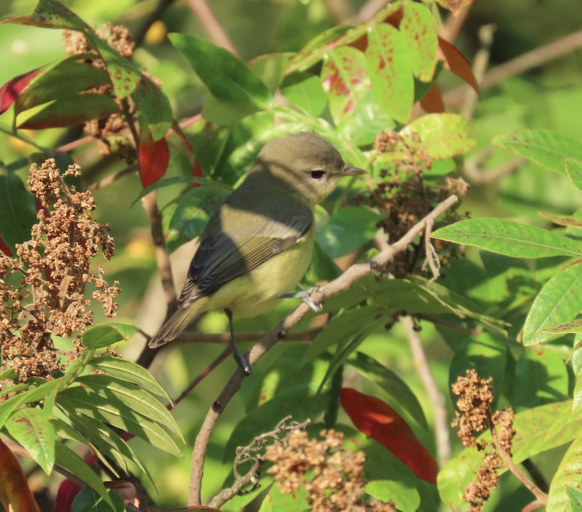 Vireo de Filadelfia - ML641883969