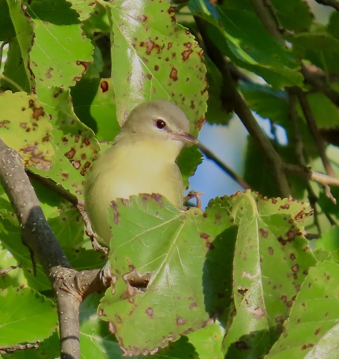 Vireo de Filadelfia - ML641883970