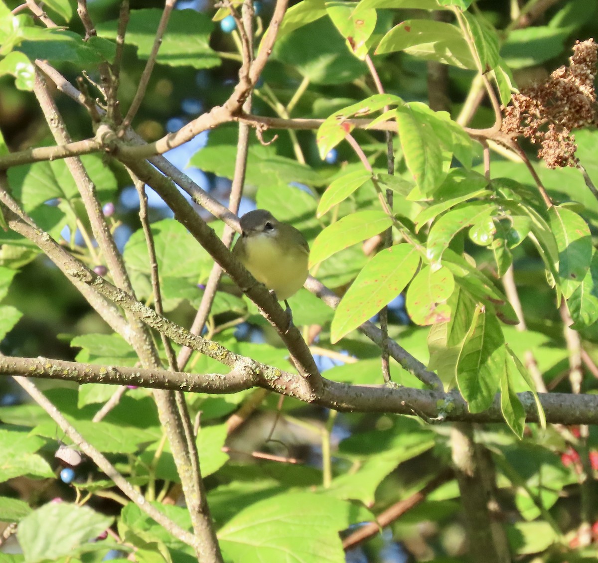 Vireo de Filadelfia - ML641883972